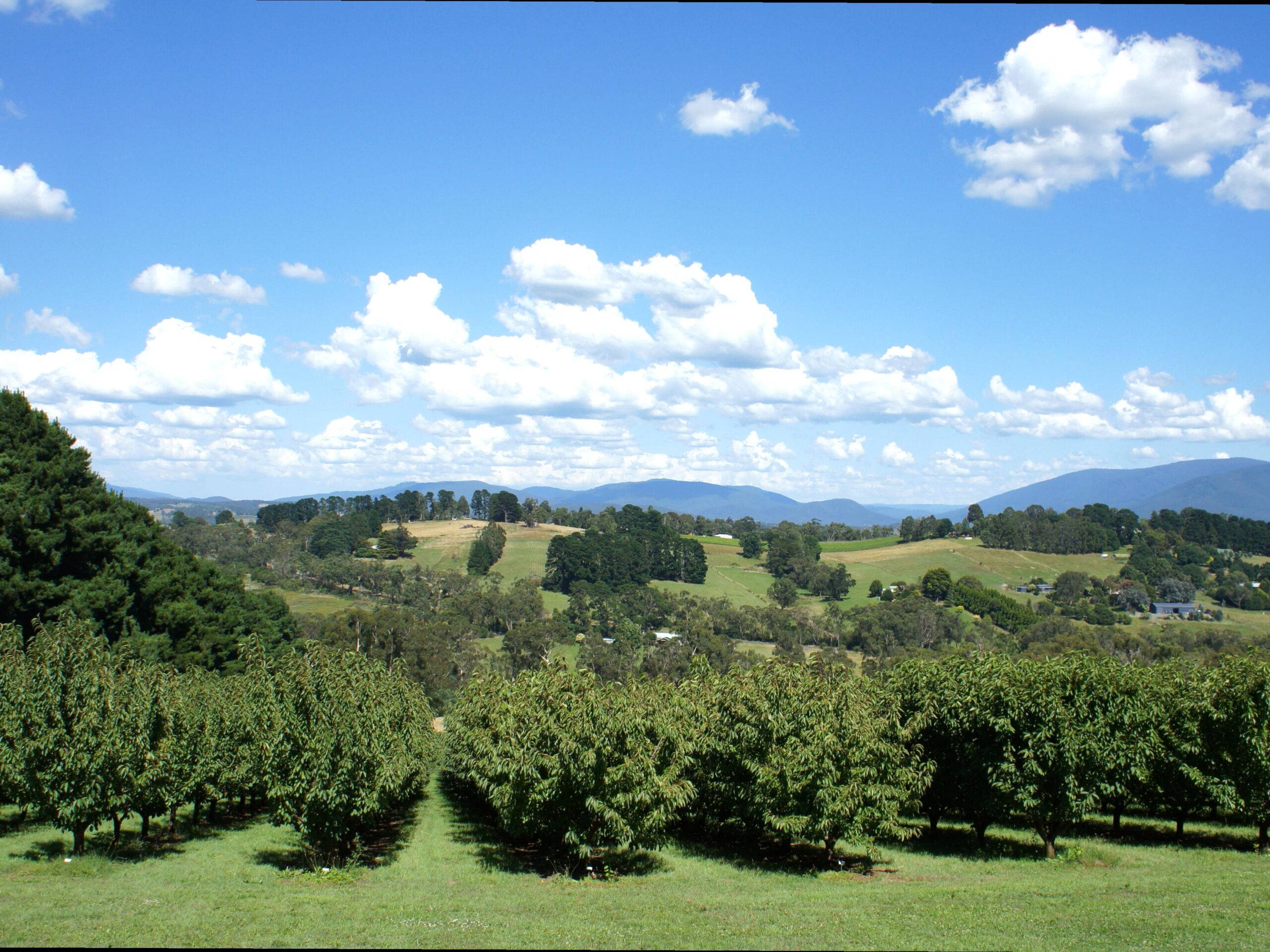 2008electionprocon | Exploring the Yarra Valley: Wine, Food, and Scenic Drives