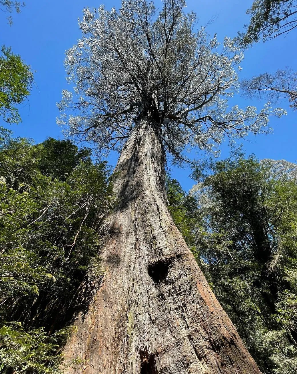 Ada Tree