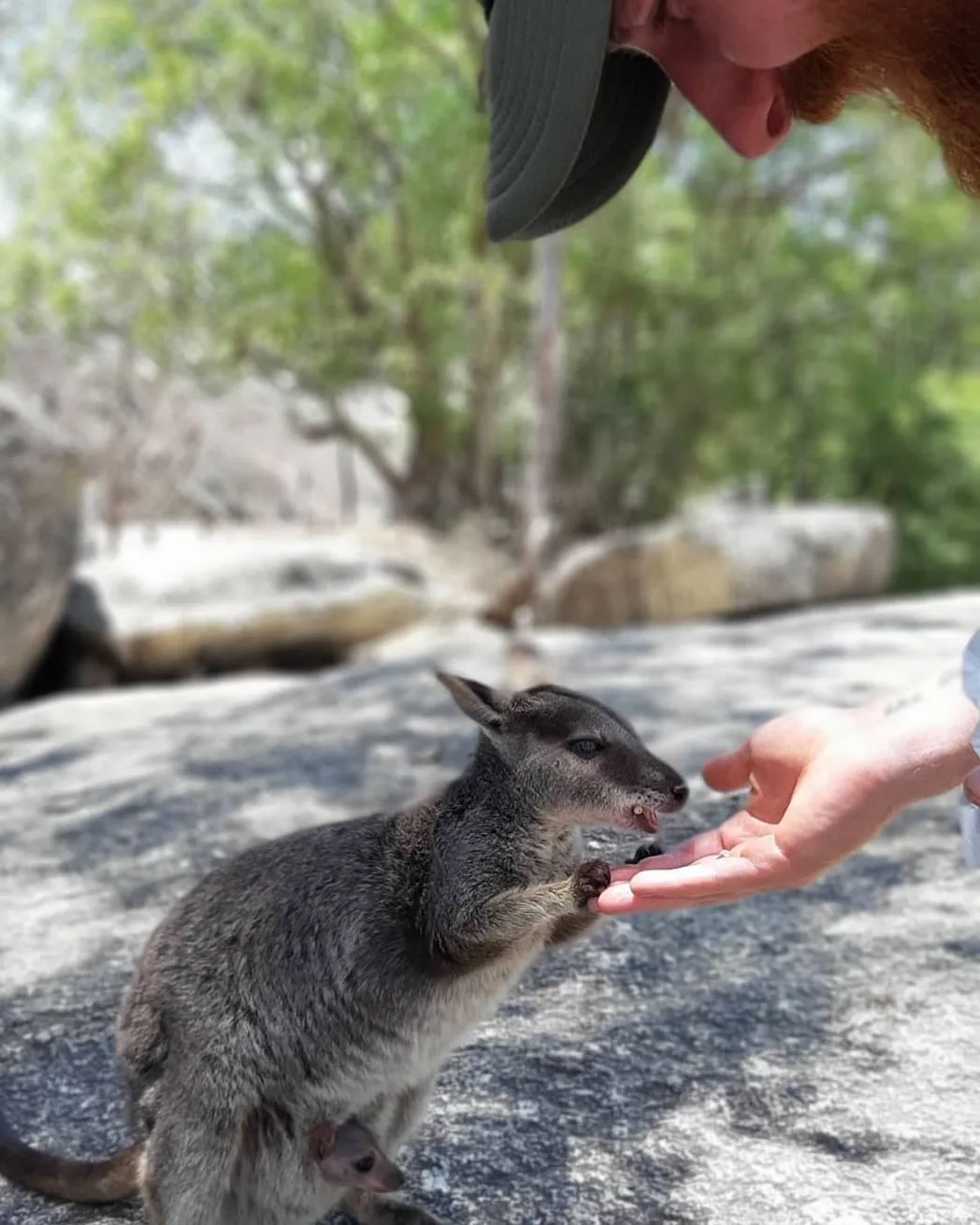 baby wallabies, Cape Otway