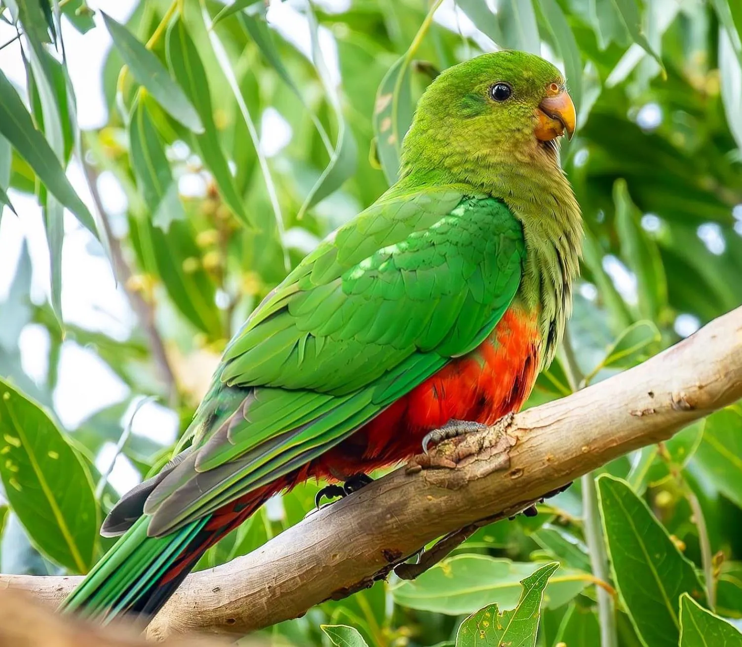 Best Wildlife Spotting on the Great Ocean Road