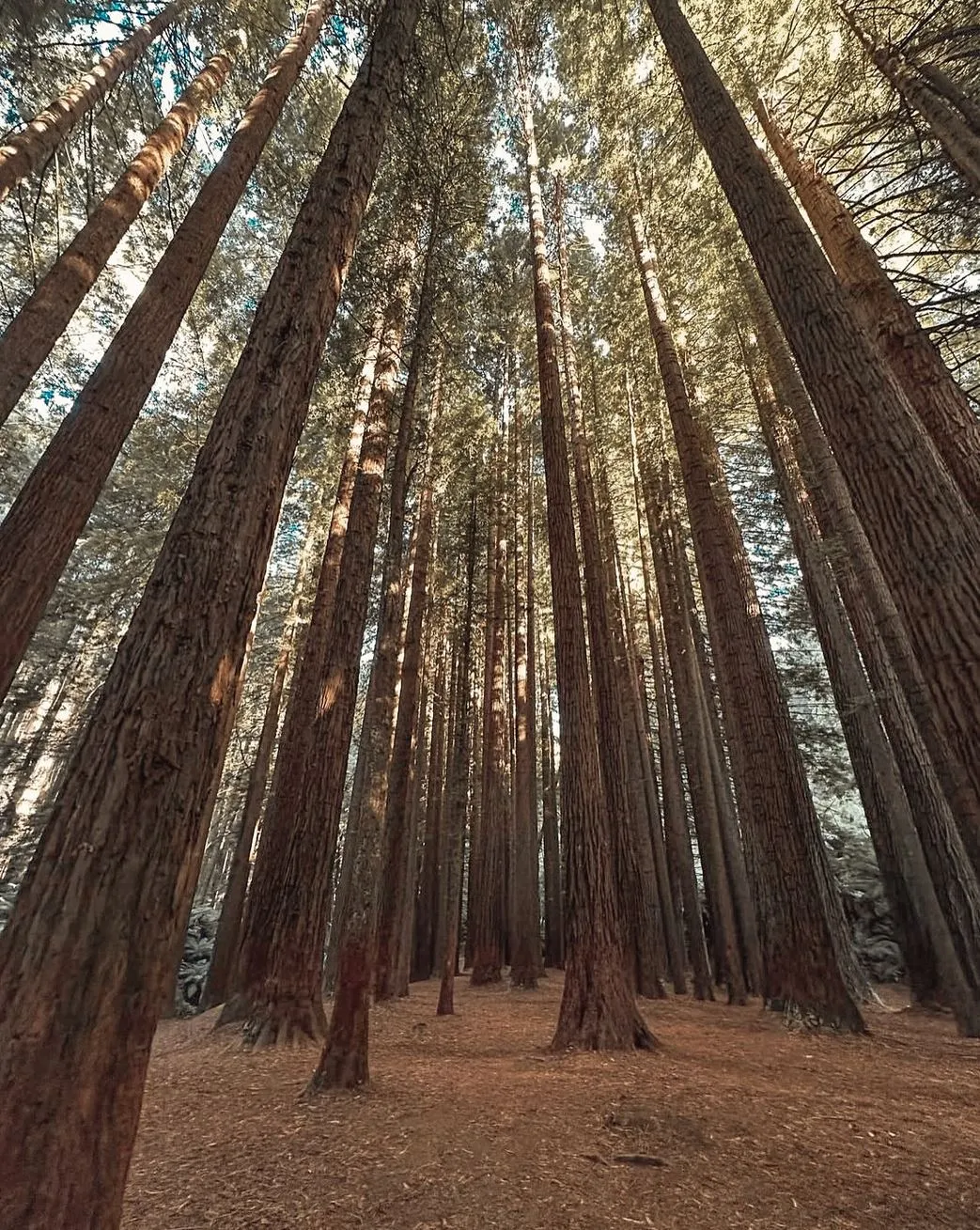 Cement Creek Redwood Forest