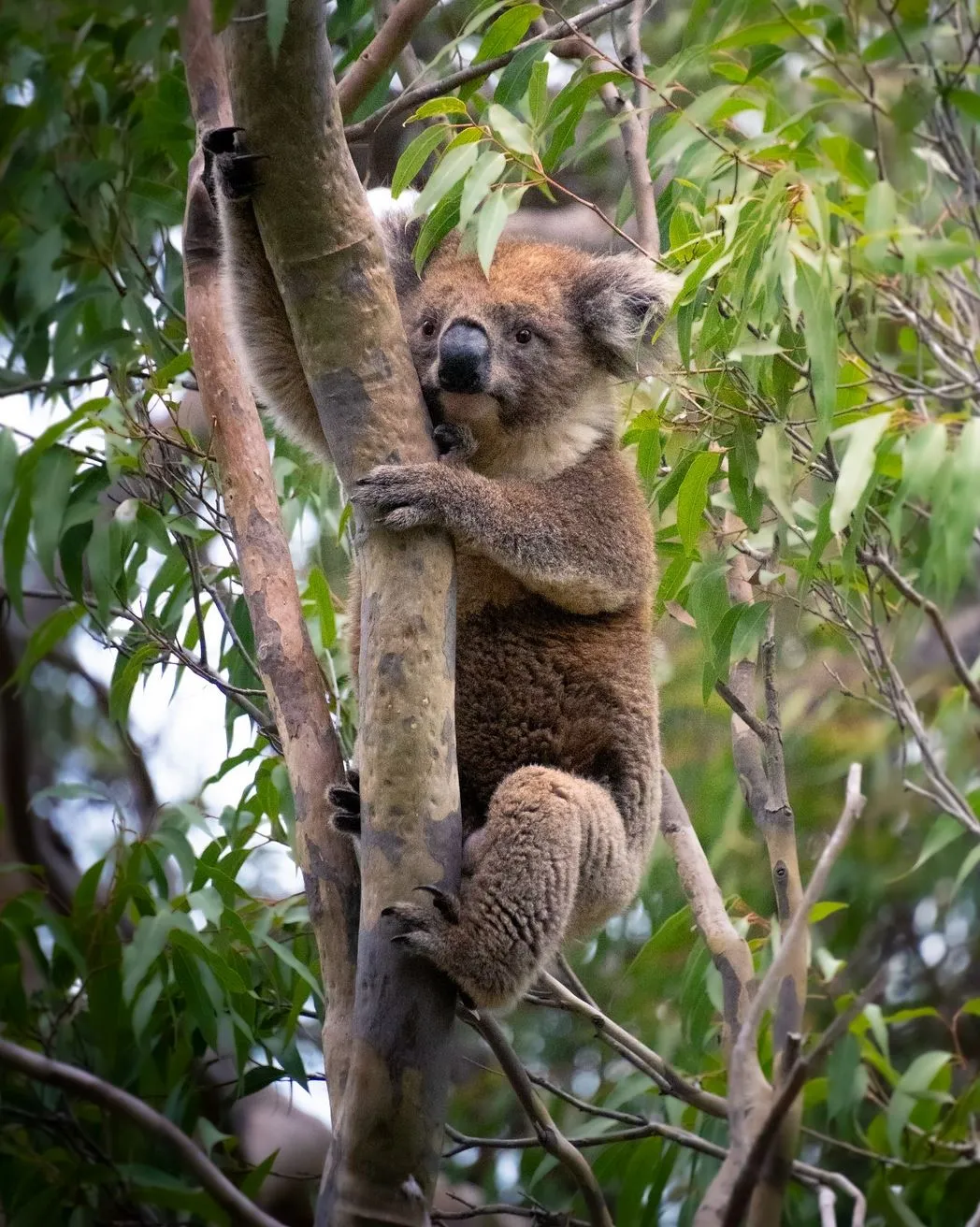 Kennett River, koalas
