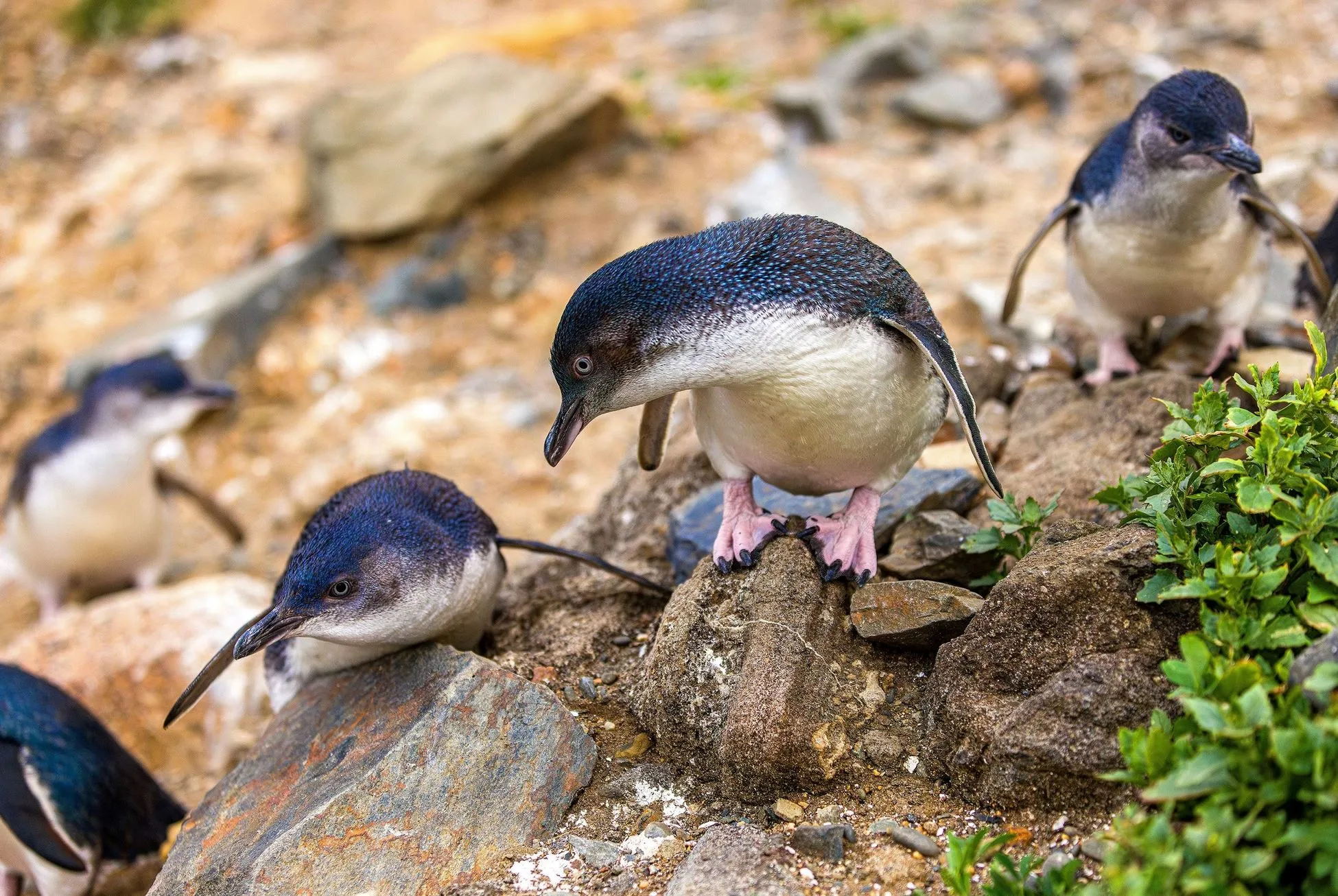 Penguins, Bay of Islands