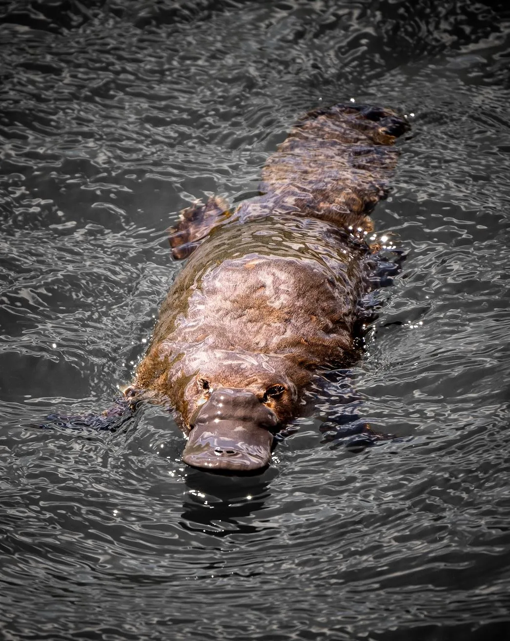 Platypus, Great Otway National Park