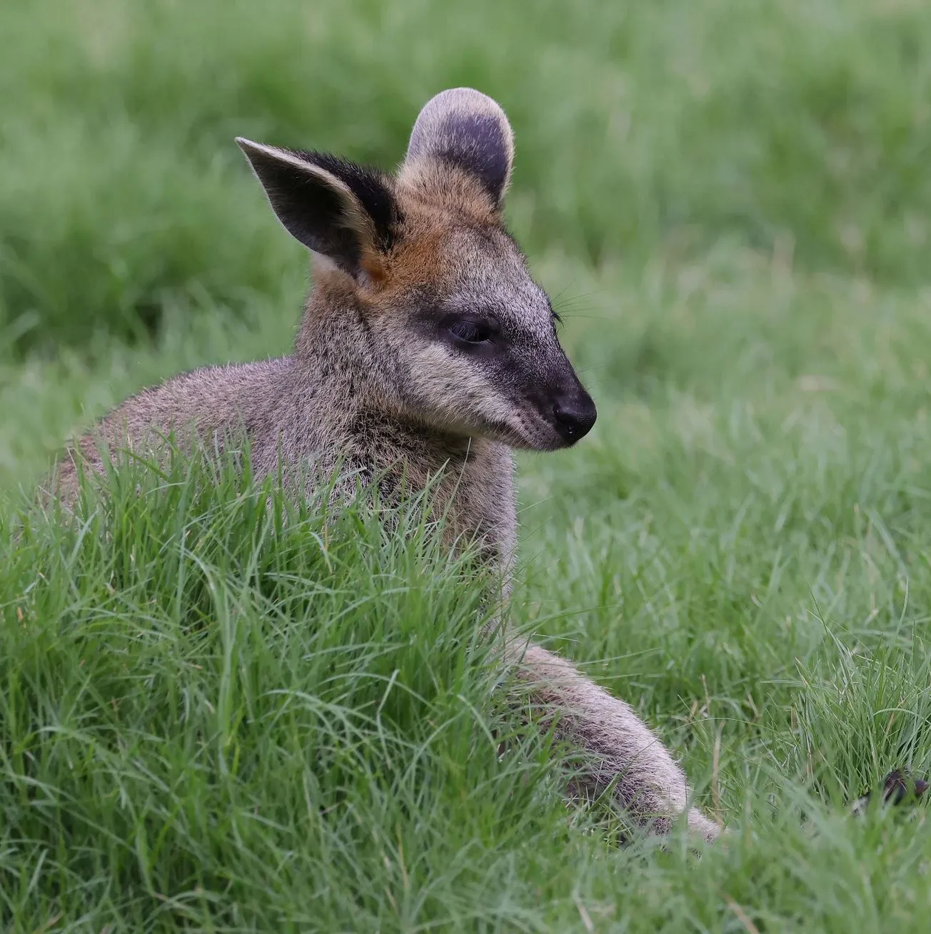 Tower Hill Wildlife Reserve, swamp wallabies