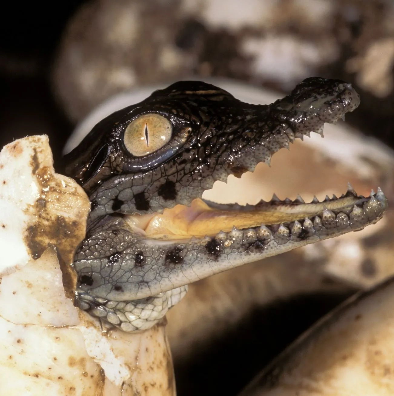 freshwater crocodiles, Katherine Gorge