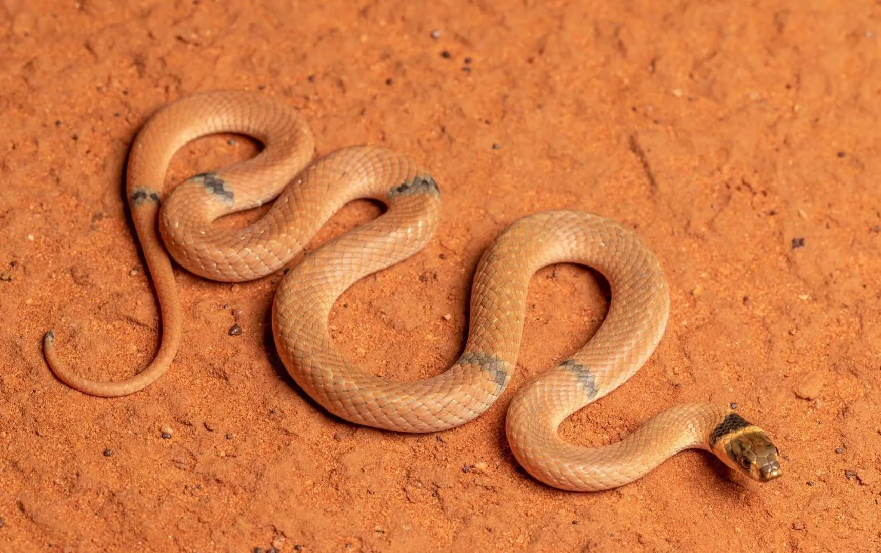 Brown Snake