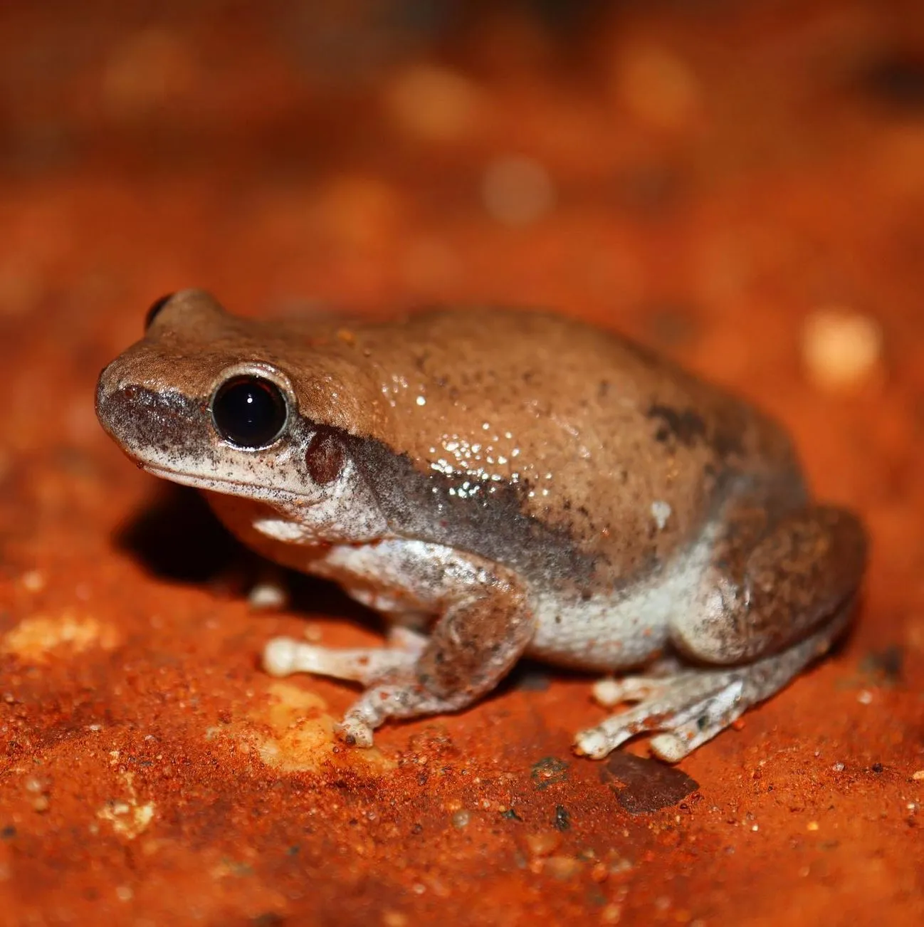 Desert Tree Frog