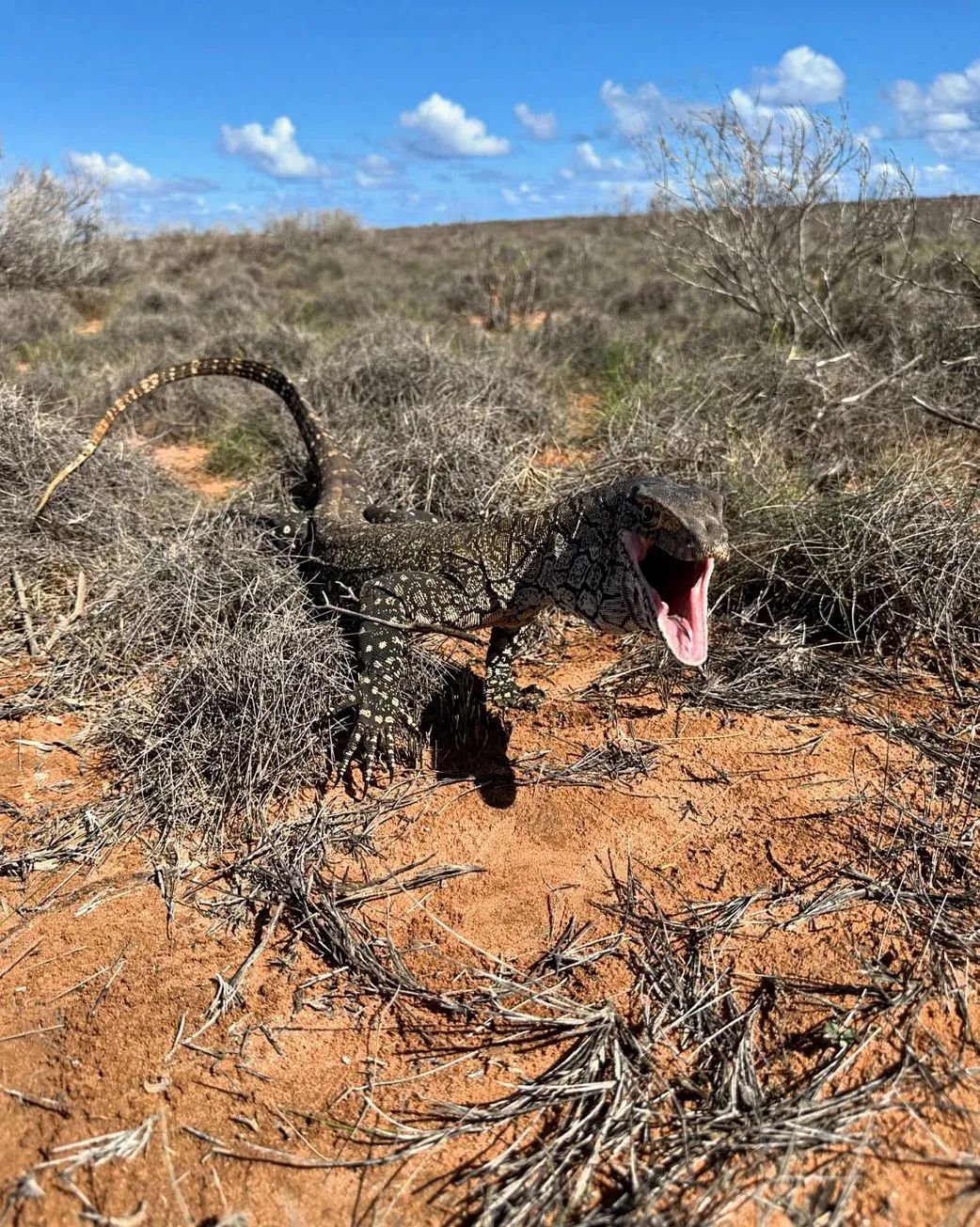 Mammals and Night Hunters, Perentie