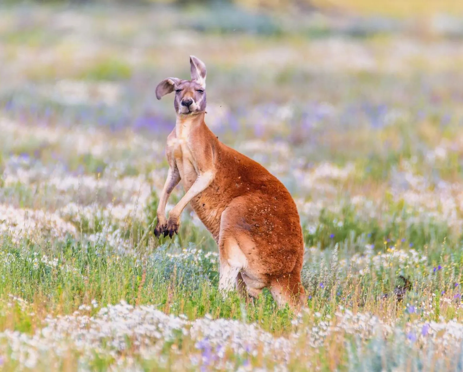 What kinds of animals live in Uluru
