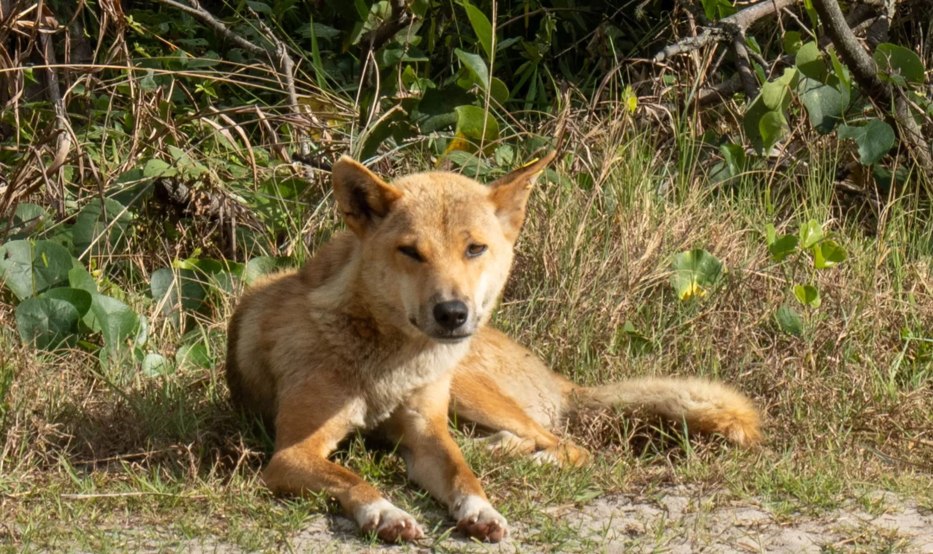 Wildlife in the Harsh Environment