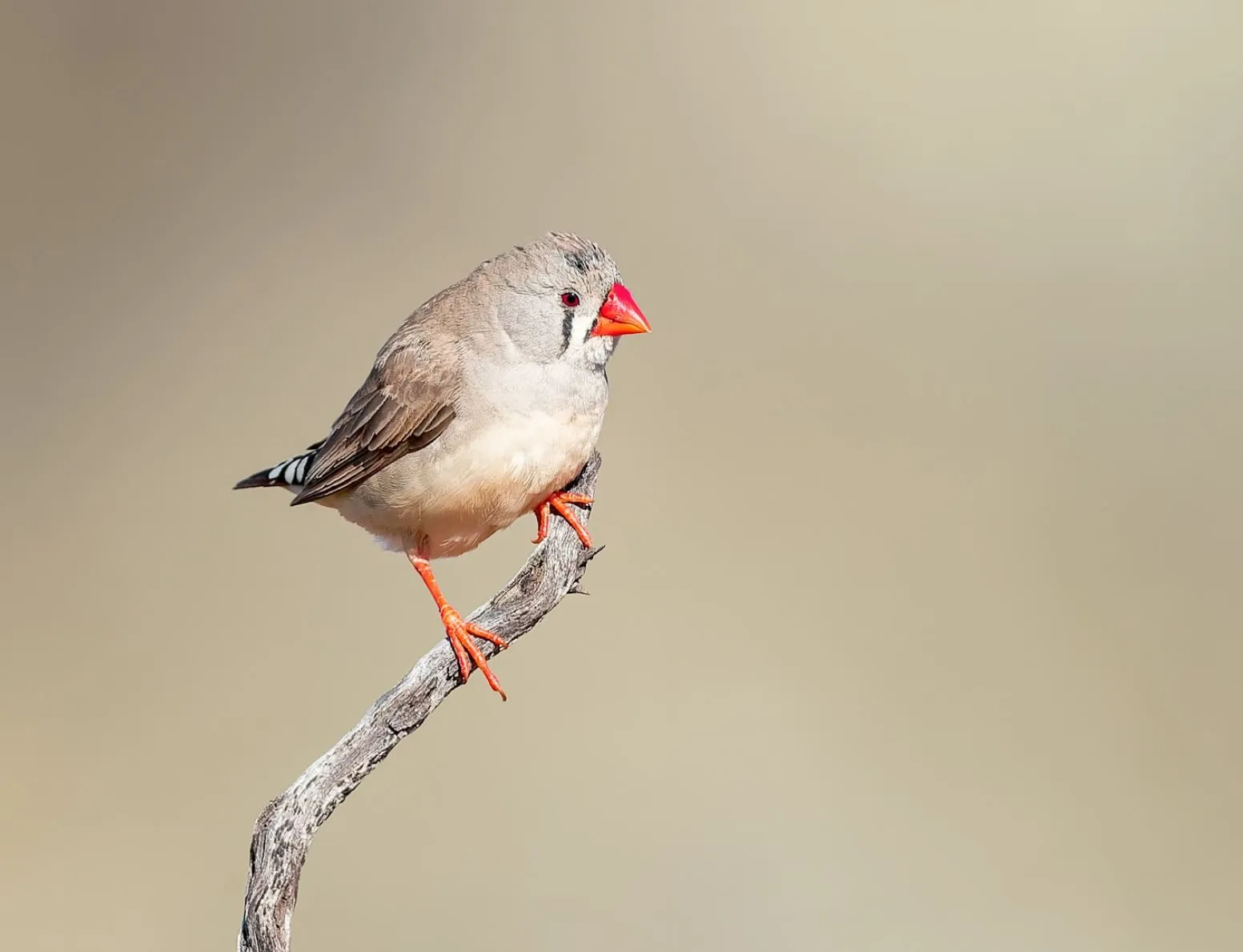 Zebra Finch